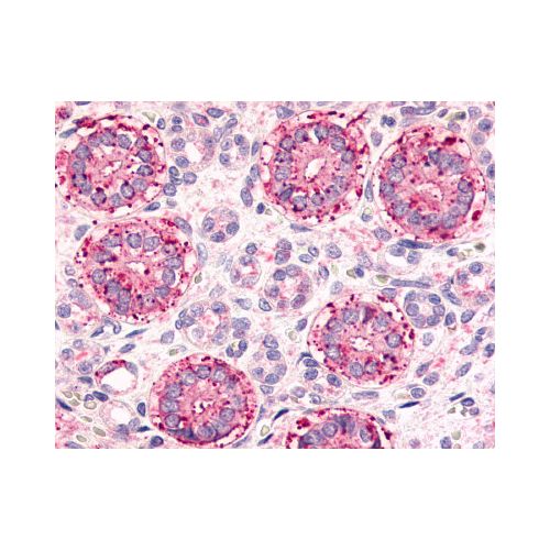 Frizzled 2 (N-Terminus) antibody
