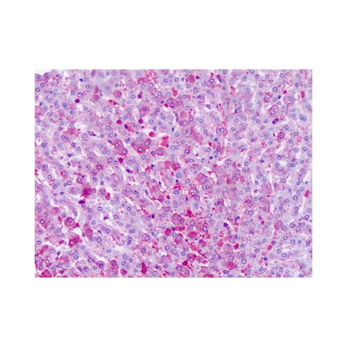Frizzled-6 (N-Terminus) antibody
