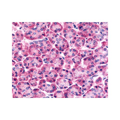 Frizzled-6 (N-Terminus) antibody