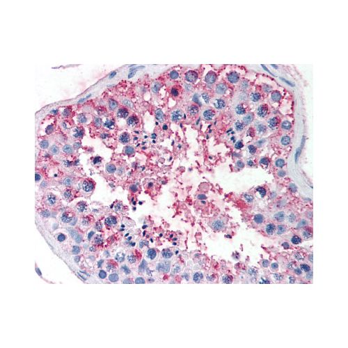 FSHR (N-Terminus) antibody