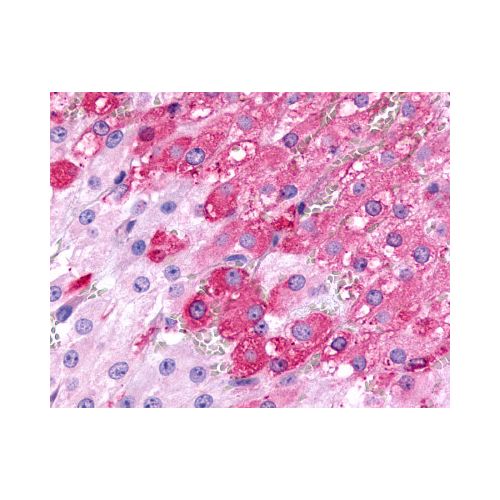 FSHR (N-Terminus) antibody