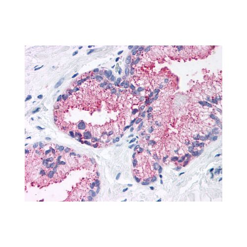 FZD1 / Frizzled 1 (N-Terminus) antibody
