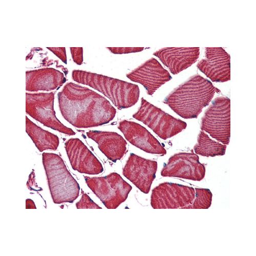 FZD3 / Frizzled 3 (N-Terminus) antibody