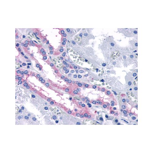 FZD4 / Frizzled 4 (N-Terminus) antibody