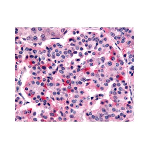 FZD5 / Frizzled 5 (N-Terminus) antibody