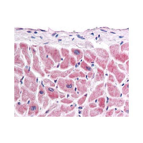 FZD7 / Frizzled 7 (C-Terminus) antibody