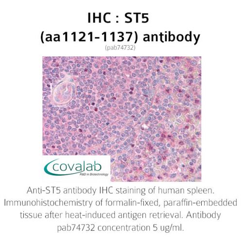 FZD7 / Frizzled 7 (N-Terminus) antibody