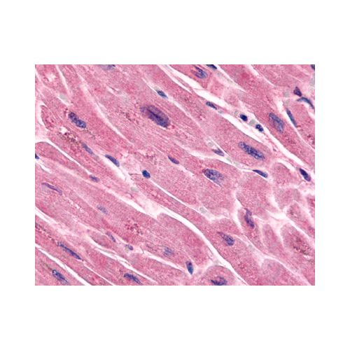 FZD7 / Frizzled 7 (N-Terminus) antibody