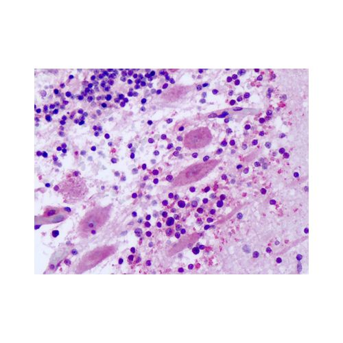 FZD8 / Frizzled 8 (Extracellular Domain) antibody