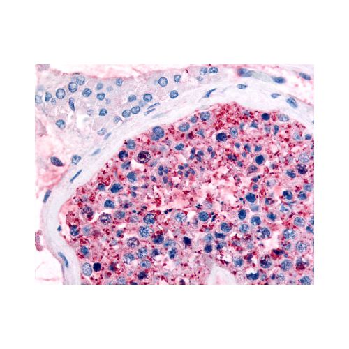 FZD9 / Frizzled 9 (Extracellular Domain) antibody