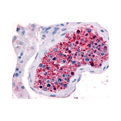 FZD9 / Frizzled 9 (N-Terminus) antibody