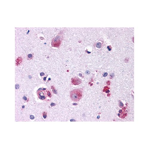 FZD9 / Frizzled 9 (N-Terminus) antibody