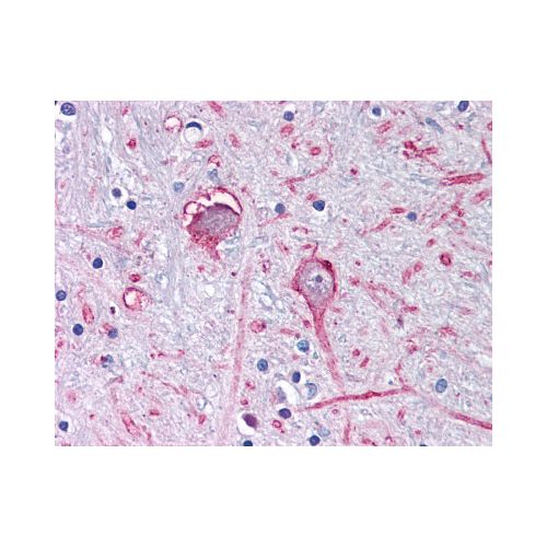 GABRA3 (C-Terminus) antibody