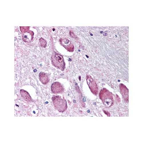 GABRA3 (N-Terminus) antibody
