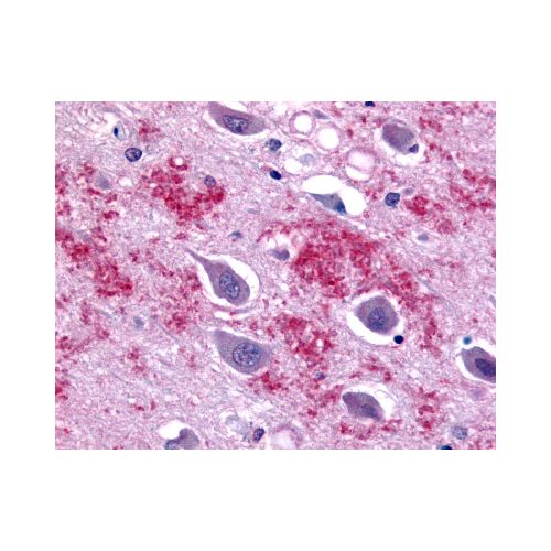GALR1 (C-Terminus) antibody