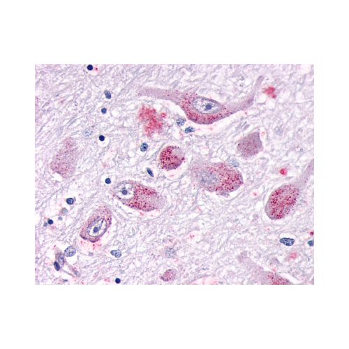 GALR1 (N-Terminus) antibody