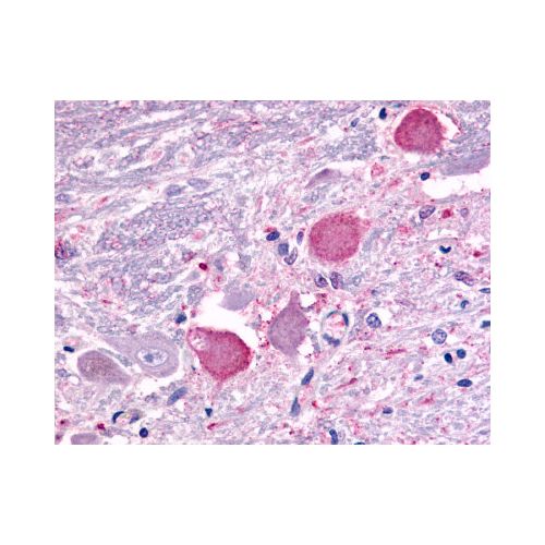 GALR2 (C-Terminus) antibody