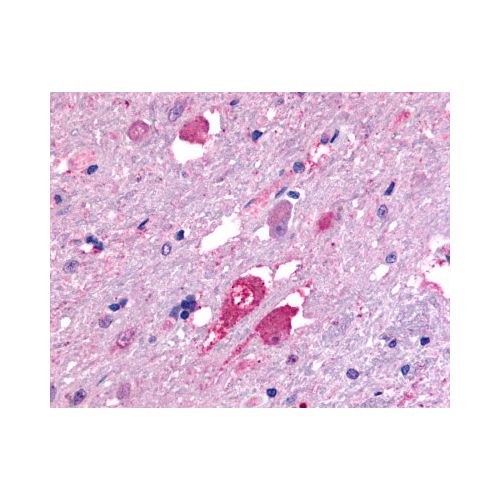 GALR2 (Transmembrane Domain) antibody
