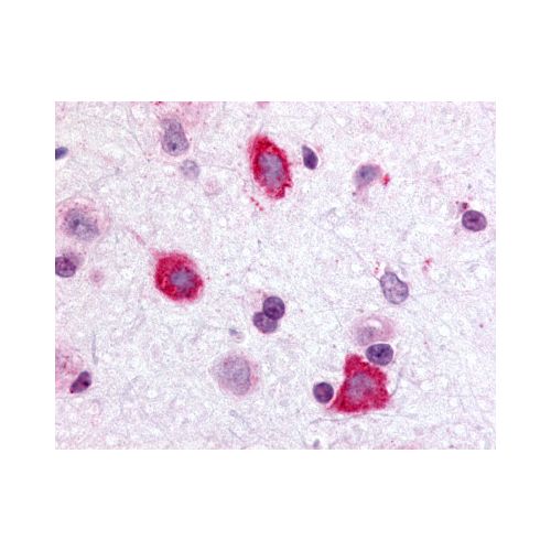 GALR3 (Cytoplasmic Domain) antibody