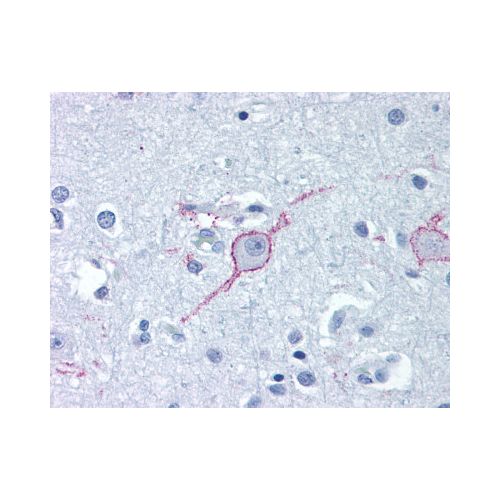 GALR3 (Extracellular Domain) antibody