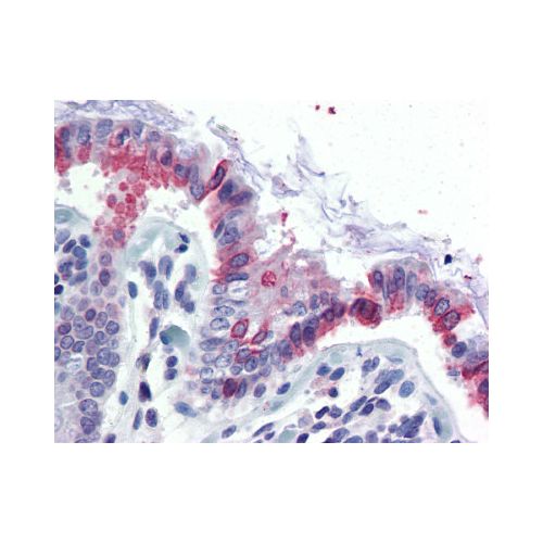 GCNT3 (N-Terminus) antibody