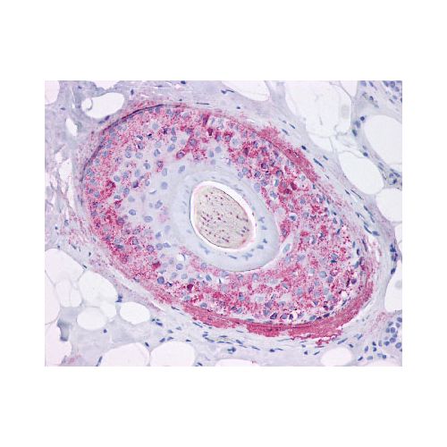 Ghrelin Receptor (Internal) antibody