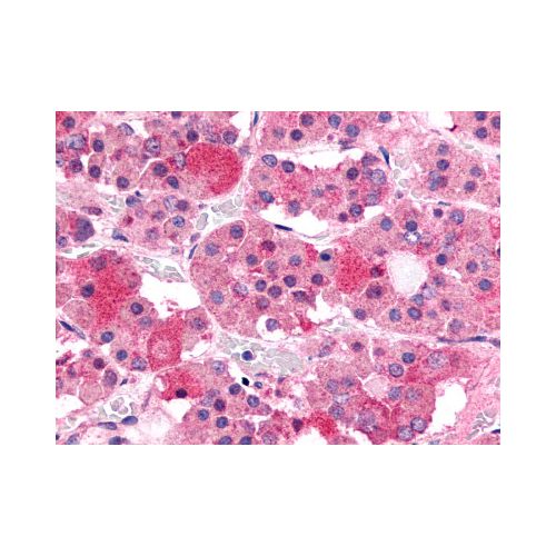 GHRHR (C-Terminus) antibody