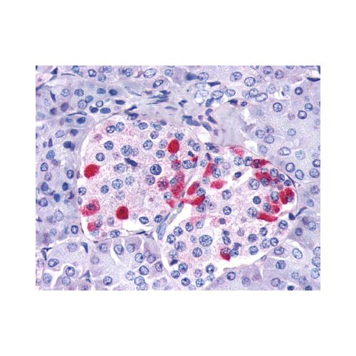 GIPR (Cytoplasmic Domain) antibody