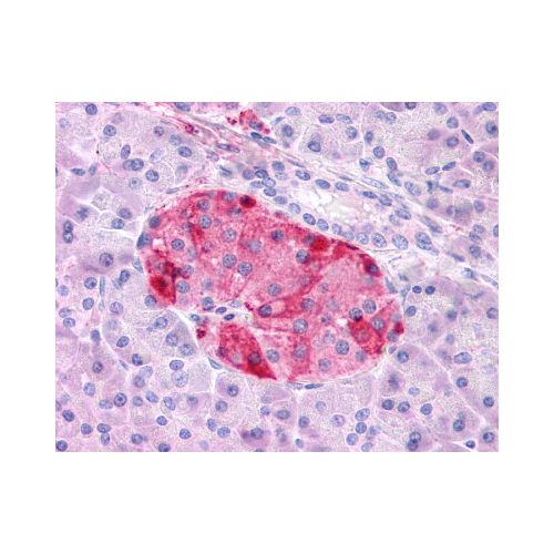 GIPR (N-Terminus) antibody