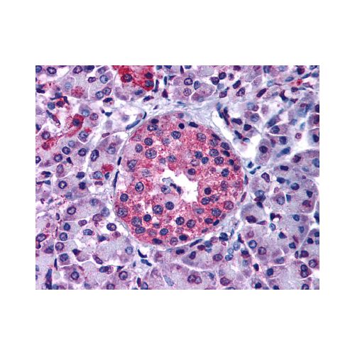 GIPR (N-Terminus) antibody