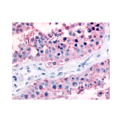 GJA1 / Connexin 43 (C-Terminus) antibody