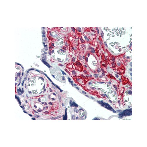 GLG1 (Internal) antibody