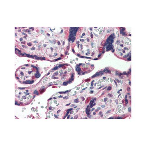 GLG1 (Internal) antibody