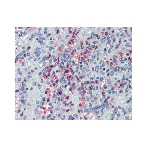 GLG1 (Internal) antibody
