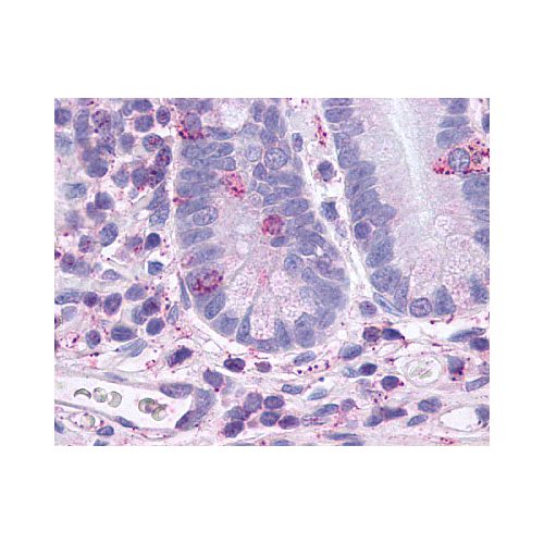 GLP2R (C-Terminus) antibody
