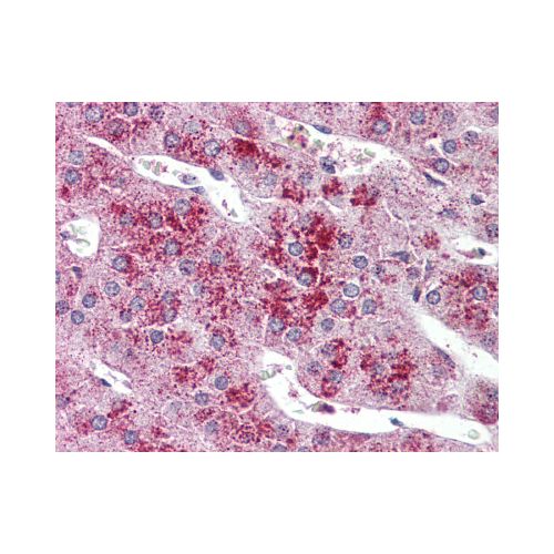 GLP2R (C-Terminus) antibody