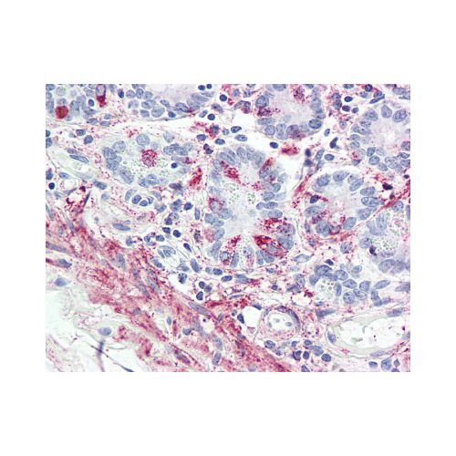 GLP2R (Internal) antibody