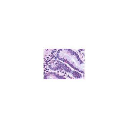 GLP2R (N-Terminus) antibody
