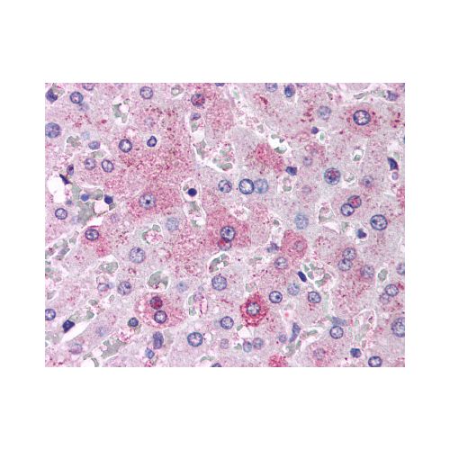 Glucagon Receptor (C-Terminus) antibody