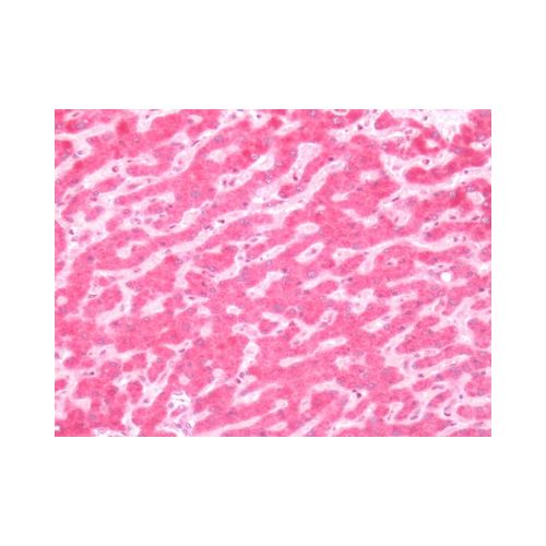 Glucagon Receptor (Extracellular Domain) antibody