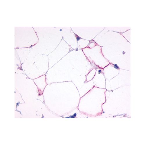 Glucagon Receptor (N-Terminus) antibody
