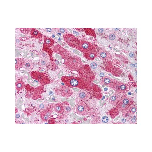 Glucagon Receptor (N-Terminus) antibody