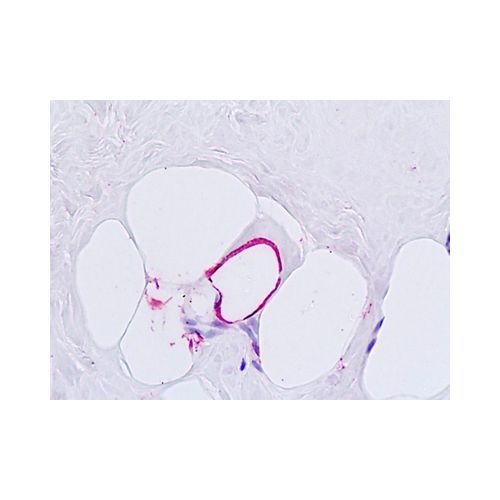 Glucagon Receptor (N-Terminus) antibody