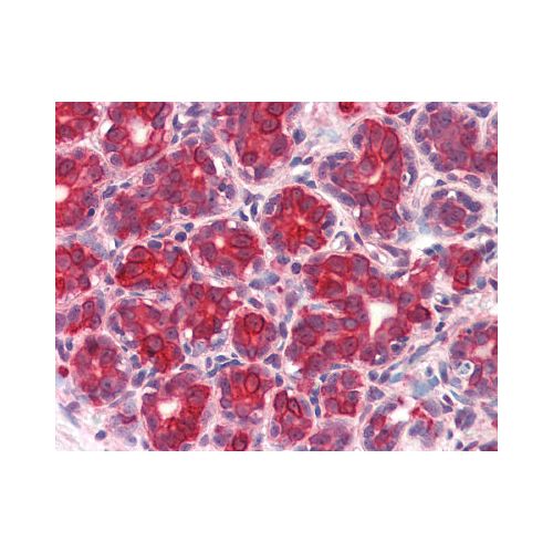 GM2A (Internal) antibody