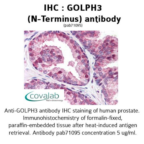 GOLPH3 (N-Terminus) antibody