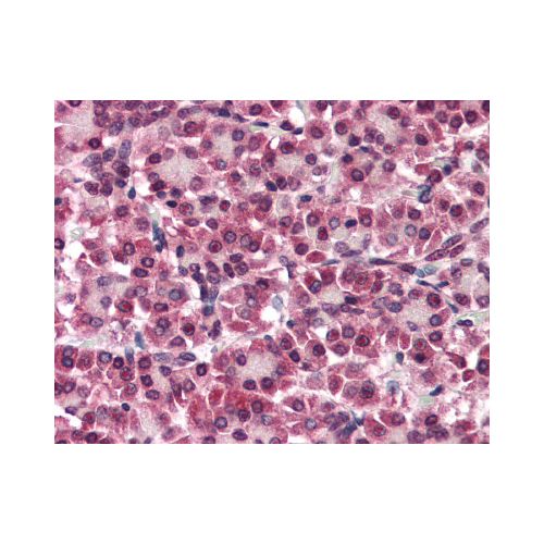GPC4 / Glypican 4 (Internal) antibody