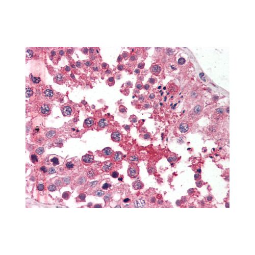 GPC4 / Glypican 4 (N-Terminus) antibody