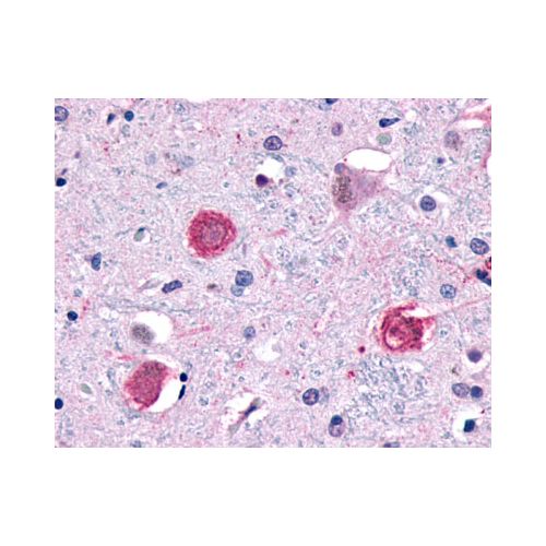 GPR1 (C-Terminus) antibody