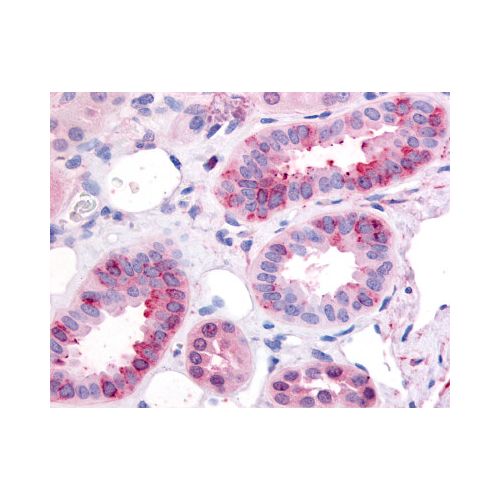 GPR1 (Cytoplasmic Domain) antibody