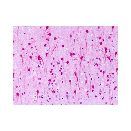 GPR1 (N-Terminus) antibody